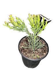Image result for Euphorbia dawei