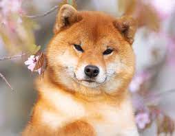 Shiba inu price index provides the latest shib price in us dollars , btc and eth using an average from the world's leading crypto exchanges. How Much Do Shiba Inu Puppies Cost My First Shiba Inu