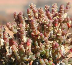 Image result for Halosarcia indica