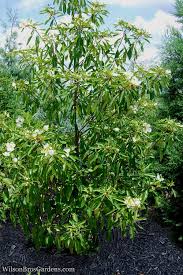 Image result for Limosella grandiflora