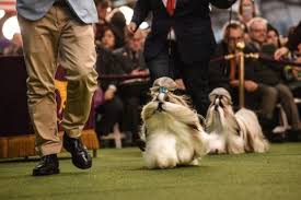 They've all worked their tails off, but only one can be crowned top dog at. In Pictures The 2020 Westminster Dog Show