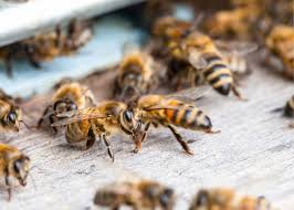 The best way to escape the costs and dangers that come with an infestation is pest prevention. At Csgvo6abk2m