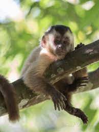Capuchin monkey threats and more. A Young Black Capped Capuchin Monkey Rests On A Tree Photographic Print By Alex Saberi At Allposters Com Kapuzineraffe Schimpanse Tiere Wild