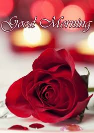 New Good Morning Images For Lover 2020 Download New Collection Good Morning Pitchers Wallpaper In 2020 Good Morning Flowers Good Morning Roses Good Morning Greetings
