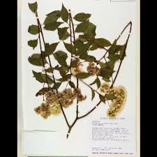 Image result for Microglossa pyrifolia