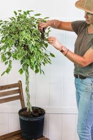 Image result for Ficus variifolia