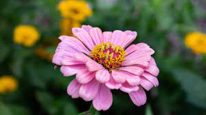 April showers bring may flowers meaning. The Meaning Behind April Showers Bring May Flowers