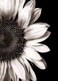 Black And White Photos Of Flowers Sunflower White Sunflowers Sunflower Black And White Black And White Flowers
