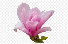Flor Magnolia Iconos De Equipo Imagen Png Imagen Transparente Descarga Gratuita Fondo de marco floral con flores de magnolia. flor magnolia iconos de equipo imagen
