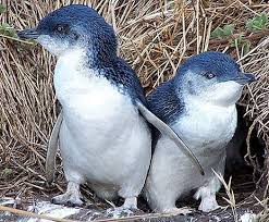 Little Penguin Little Blue Fairy Penguins Weird Animals Cute Animals