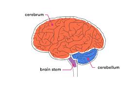 The central nervous system is the integration and command center of the body. Central Nervous System Cns Structure And Function Simply Psychology