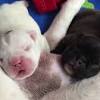 French bulldogs have a muscular build. 1