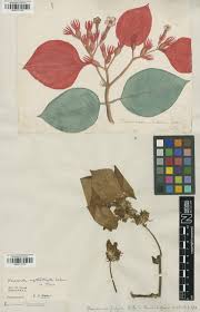 Image result for Mussaenda rivularis