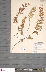 Image result for Antherotoma naudinii