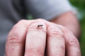 The disease is prevalent in the caribbean, central america, and south dengue fever may not cause any noticeable symptoms if it is a mild case. Dengue Fever Symptoms Treatment And Prevention