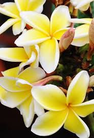 Https Shop Mein Schoener Garten De Tempelbaum Frangipani Mix Products 16674 Pflanzen Mediterrane Pflanzen Blumenzeichnung