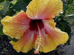 Image result for Hibiscus mechowii