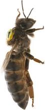 Image result for Queen bee