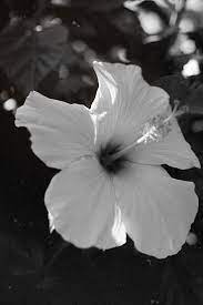 Hibiscus Flower Hibiscus Flowers White Hibiscus Hibiscus