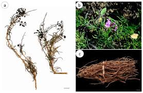 Image result for Usteria guineensis