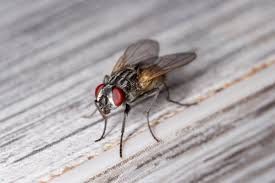 How to Get Rid of House Flies | Hulett Environmental Services