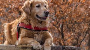 Get an insurance policy by the hour, day, or month in 60 seconds. Dog Sitter Scam Scam Detector