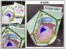 2031 plant cell 3d models. Cell Model Plant Cell 3d By Nitty Gritty Science Tpt