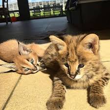 Bengal kittens, savannah kittens, serval kittens and cracal kittens in our large breeding program, all of our kittens are exposed to an appropriate amount of uv lighting. Ocelot Pet For Sale Usa Pet S Gallery