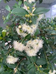 Image result for Eugenia capensis