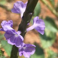 Image result for Stachytarpheta indica