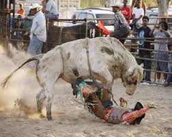 Bildergebnis für Andrea Robbins