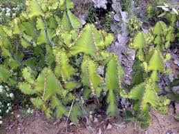 Image result for Euphorbia cooperi