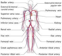 The network of veins, arteries and blood vessels transports oxygenated blood from the heart, delivers oxygen and nutrients to the body's cells . Icse Solutions For Class 10 Biology The Circulatory System A Plus Topper