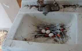 citys drug problem sees birds making nests out of needles