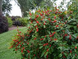 Easy to grow and maintain, with or without a green thumb. Plant Profile Winterberry Minnesota State Horticultural Society