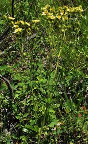 Image result for Drypetes arguta