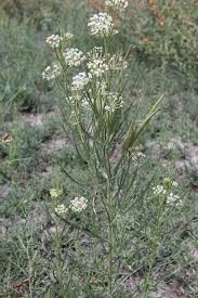 Milkweed Poisoning Of Horses Milkweed Milkweed Plant Butterfly Garden Plants