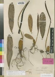 Image result for Bulbophyllum intertextum
