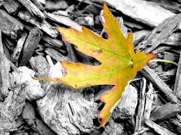 Black And White Picture With One Color Photoshop Photoshop Is One Of The Greatest Inventions Of All Time Here Is A Tutorial On Doing A Black A Photoshop Photography Photoshop Photography Tutorials