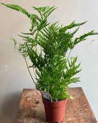 Image result for Pteris dentata