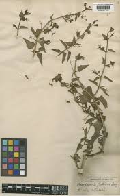 Image result for Commicarpus grandiflorus