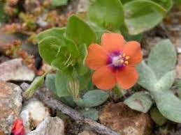 Image result for Lysimachia arvensis