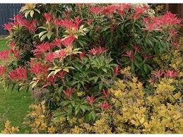 Image result for Pieris japonský bonfire obrázek