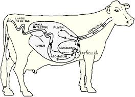Cows 101 Ruminant Anatomy Beef2live Eat Beef Live Better In the small intestine, the food you eat continues being digested, and then the nutrients and proteins your body needs make their way out of the small intestine and into the rest of your body. cows 101 ruminant anatomy beef2live