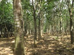Prior to infection, the heartwood is relatively light and pale coloured, however as the infection progresses. I Pinimg Com Originals 5c D7 B6 5cd7b66309e1037fc4