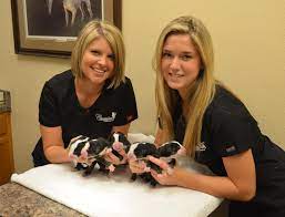 Companion animal hospital lakeland, lakeland, florida. Companion Animal Hospital Lakeland Home Facebook