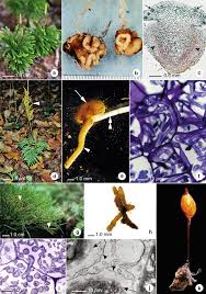 Image result for Lycopodiaceae