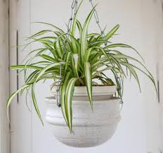 However, it is important to note that spider plants are mildly hallucinogenic and if eaten by cats it can cause some unpleasant side effects such as vomiting, diarrhea or an upset stomach. Are Spider Plants Toxic To Cats See What Experts Say