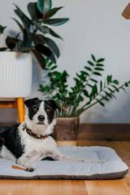 Check spelling or type a new query. 9 Eco Friendly Pet Products One Sustainable Paw At A Time