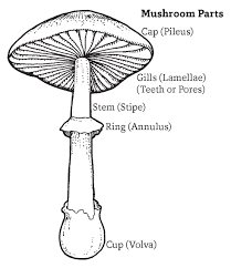 Wild Mushrooms Ohioline